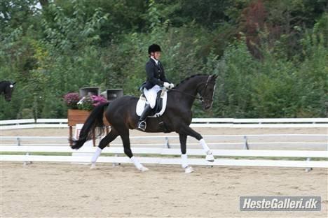 Dansk Varmblod Vadum Torp's Mikado - rides af beriderelev Sandra Jensen billede 6