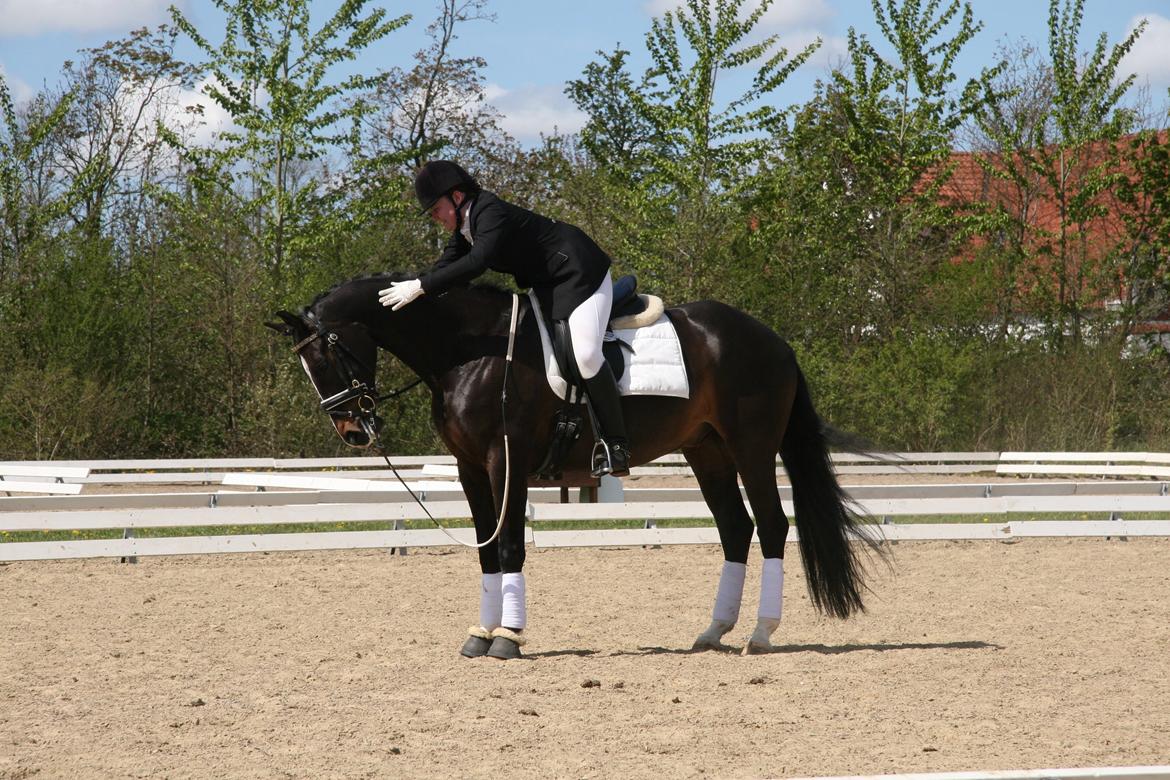Dansk Varmblod Vadum Torp's Mikado - er en stolt rytter som kom godt igennem banen og sluttede med 65 og 66 % billede 7