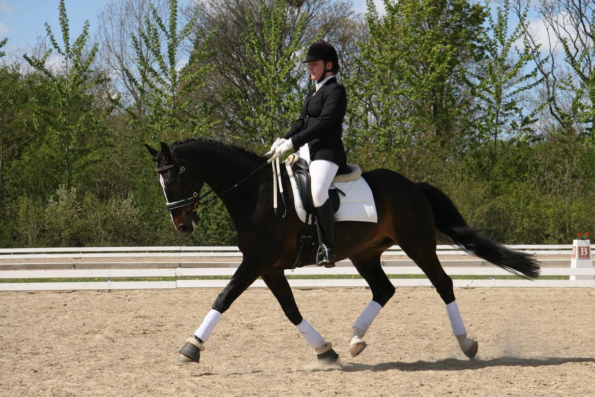 Dansk Varmblod Vadum Torp's Mikado - indridning  billede 8