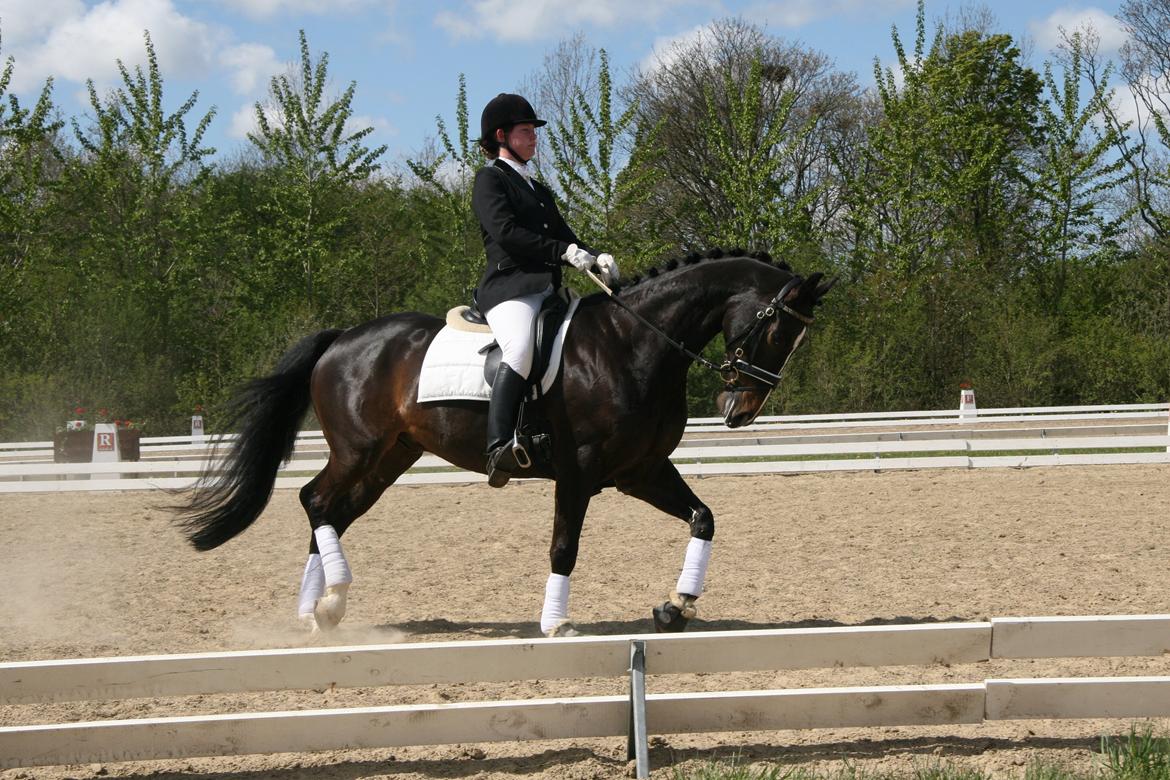 Dansk Varmblod Vadum Torp's Mikado - basse <3 billede 9