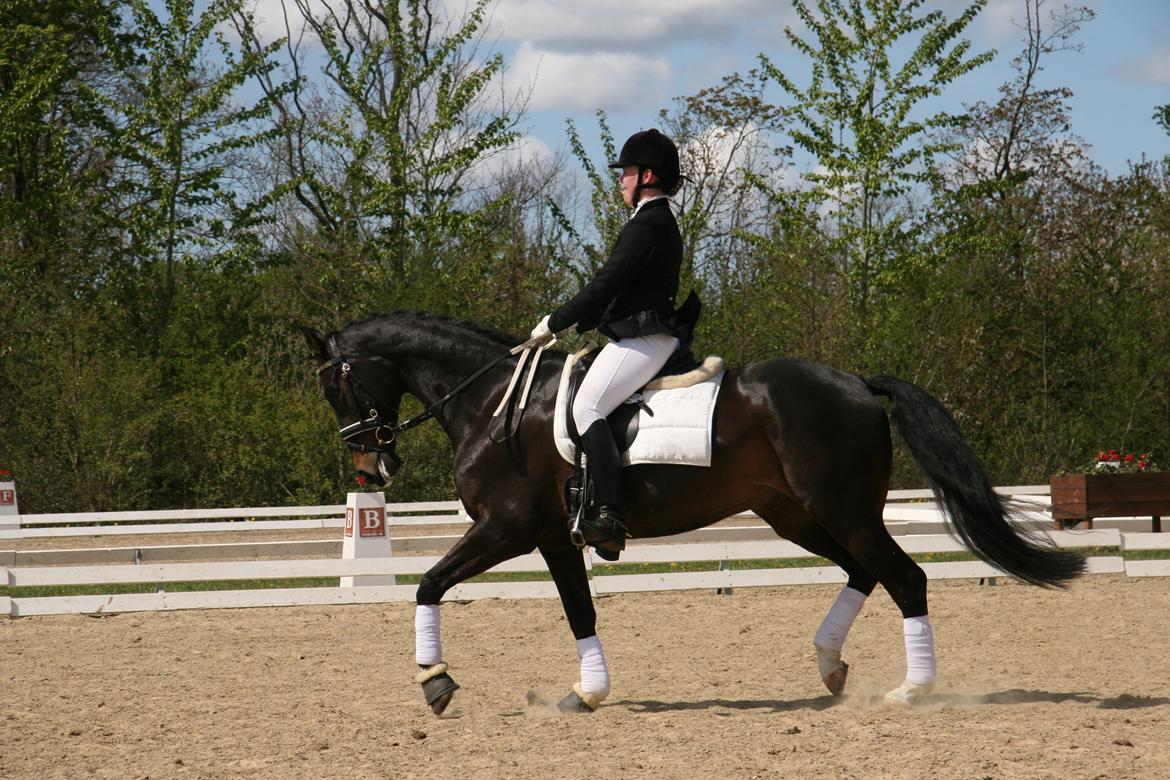Dansk Varmblod Vadum Torp's Mikado billede 10