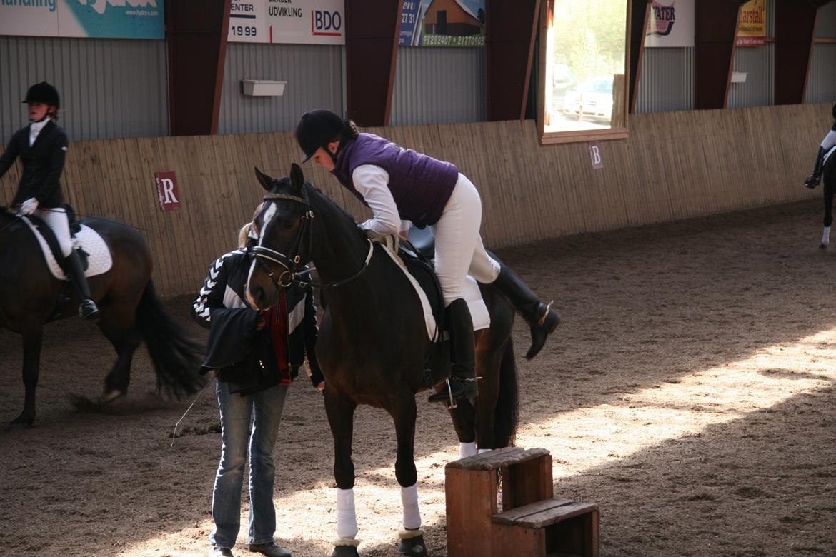 Dansk Varmblod Vadum Torp's Mikado - Få nu røven med mooor billede 11
