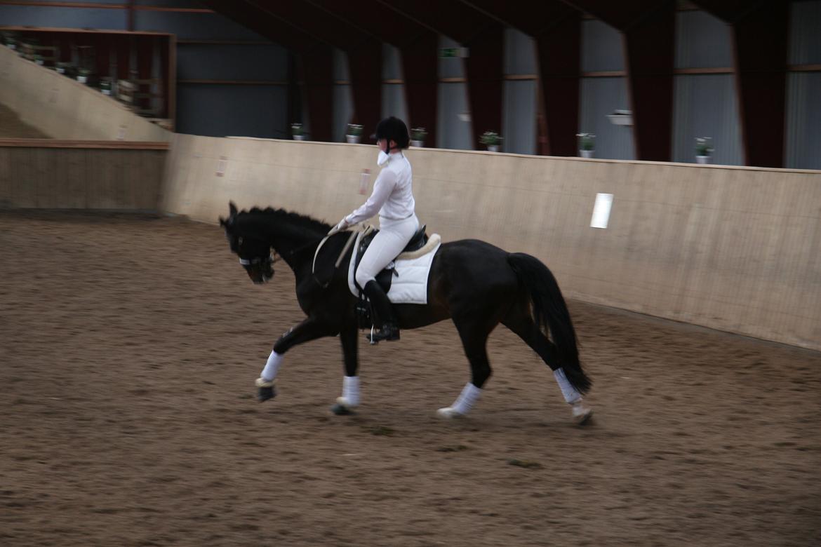 Dansk Varmblod Vadum Torp's Mikado billede 12