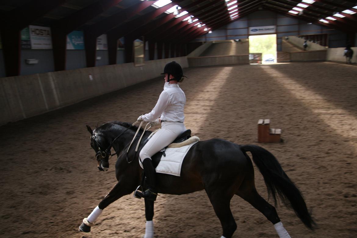 Dansk Varmblod Vadum Torp's Mikado billede 13
