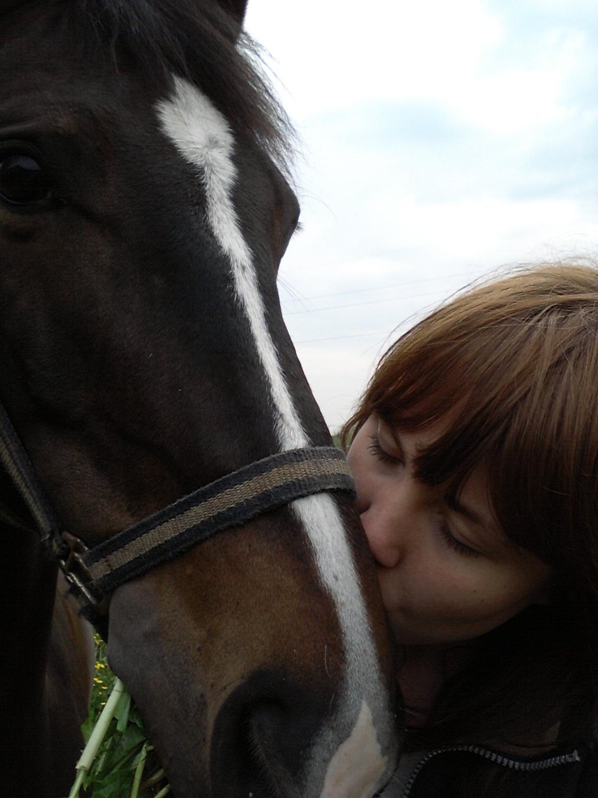 Dansk Varmblod Vadum Torp's Mikado - en dejlig varm sommerdag i det grønne billede 14