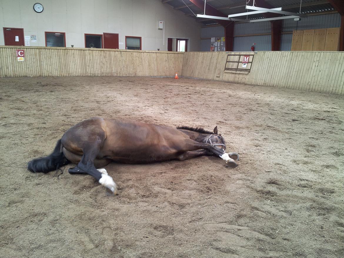 Dansk Varmblod Vadum Torp's Mikado - jeg tager lige en lille lur billede 15