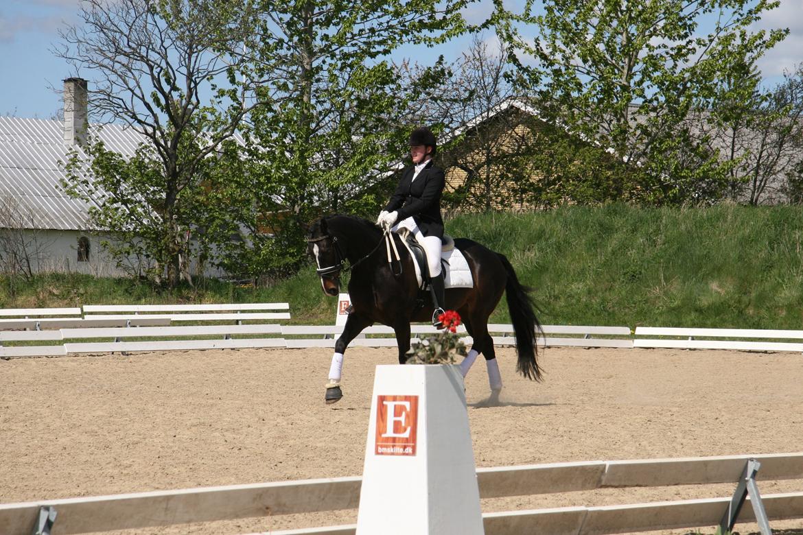 Dansk Varmblod Vadum Torp's Mikado - se mig billede 16