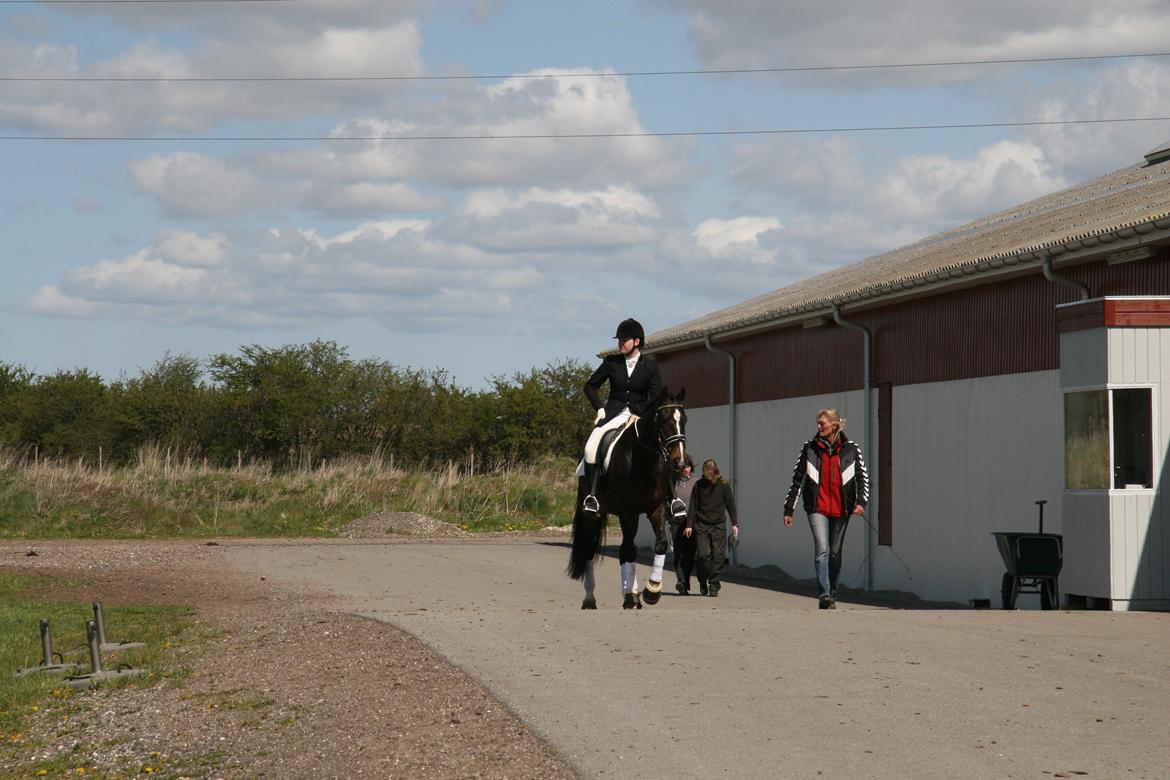 Dansk Varmblod Vadum Torp's Mikado - helt cool og afslappet  billede 17