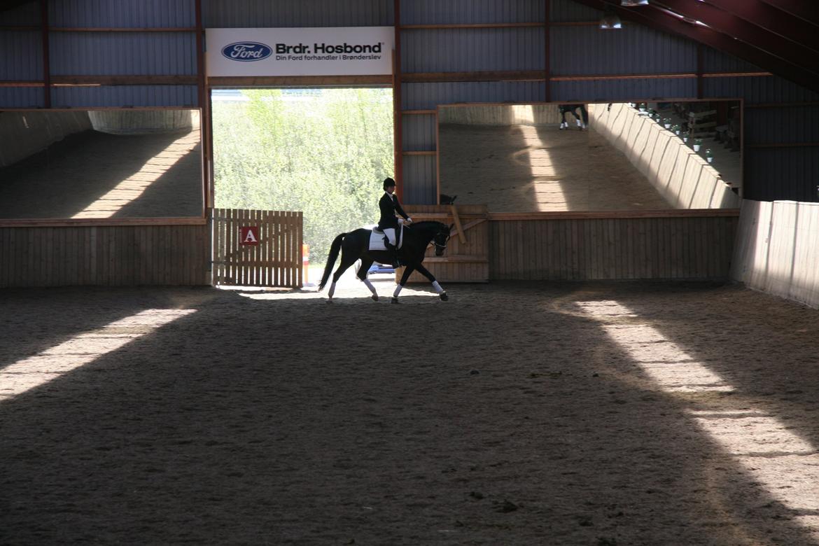 Dansk Varmblod Vadum Torp's Mikado - forben billede 18