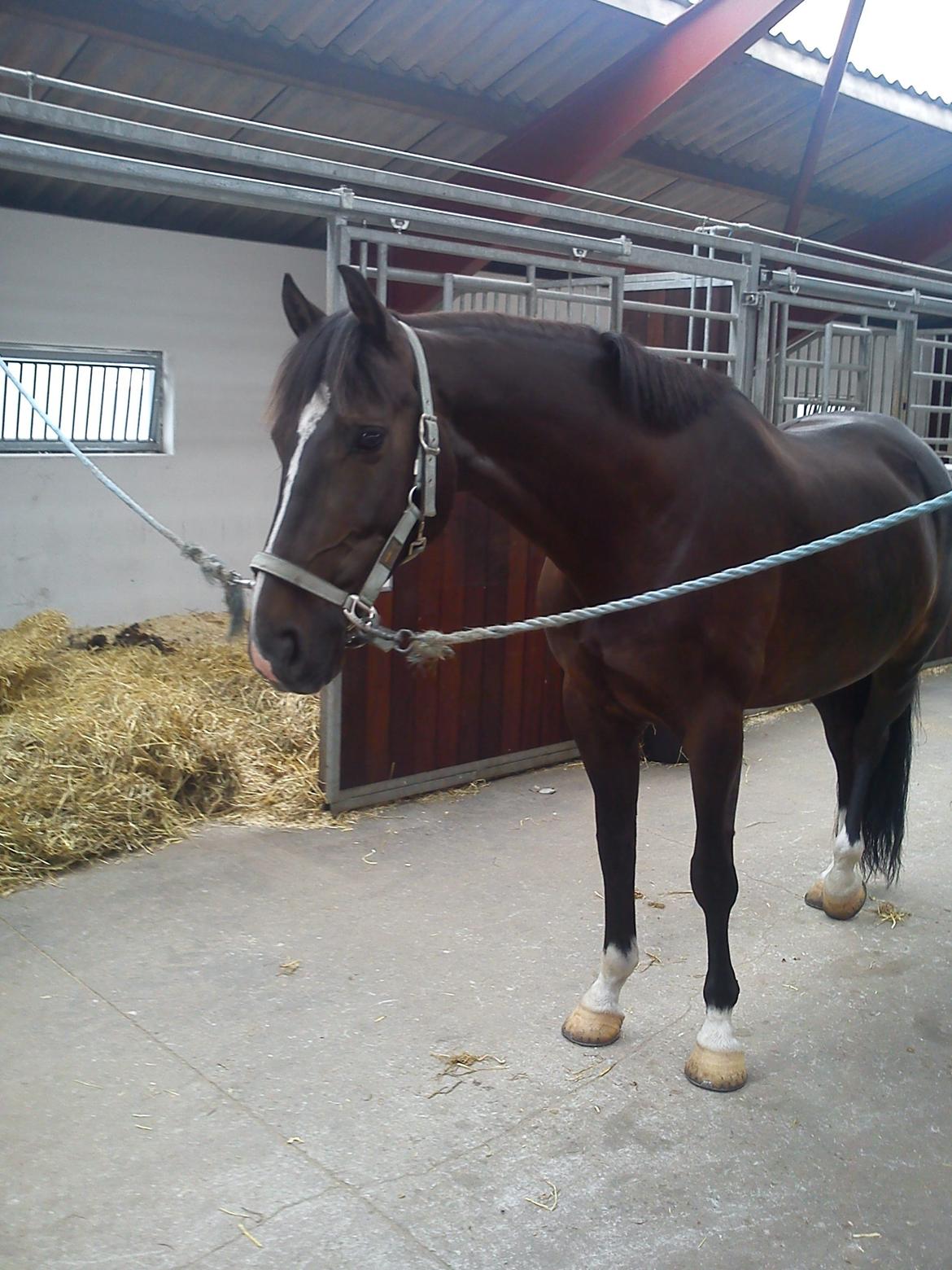 Dansk Varmblod Vadum Torp's Mikado - på staldgangen billede 20