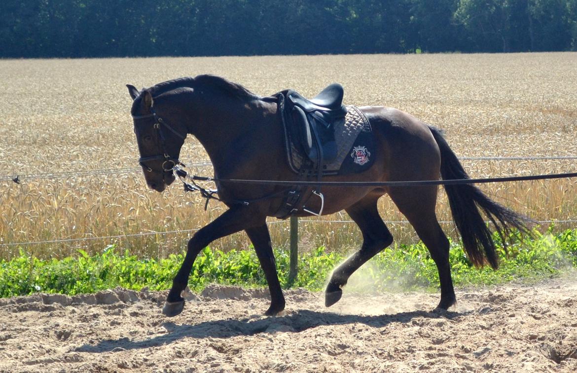 Dansk Varmblod / Sportspony   November Surprise - November bliver longeret inden der kommer rytter på (: billede 19