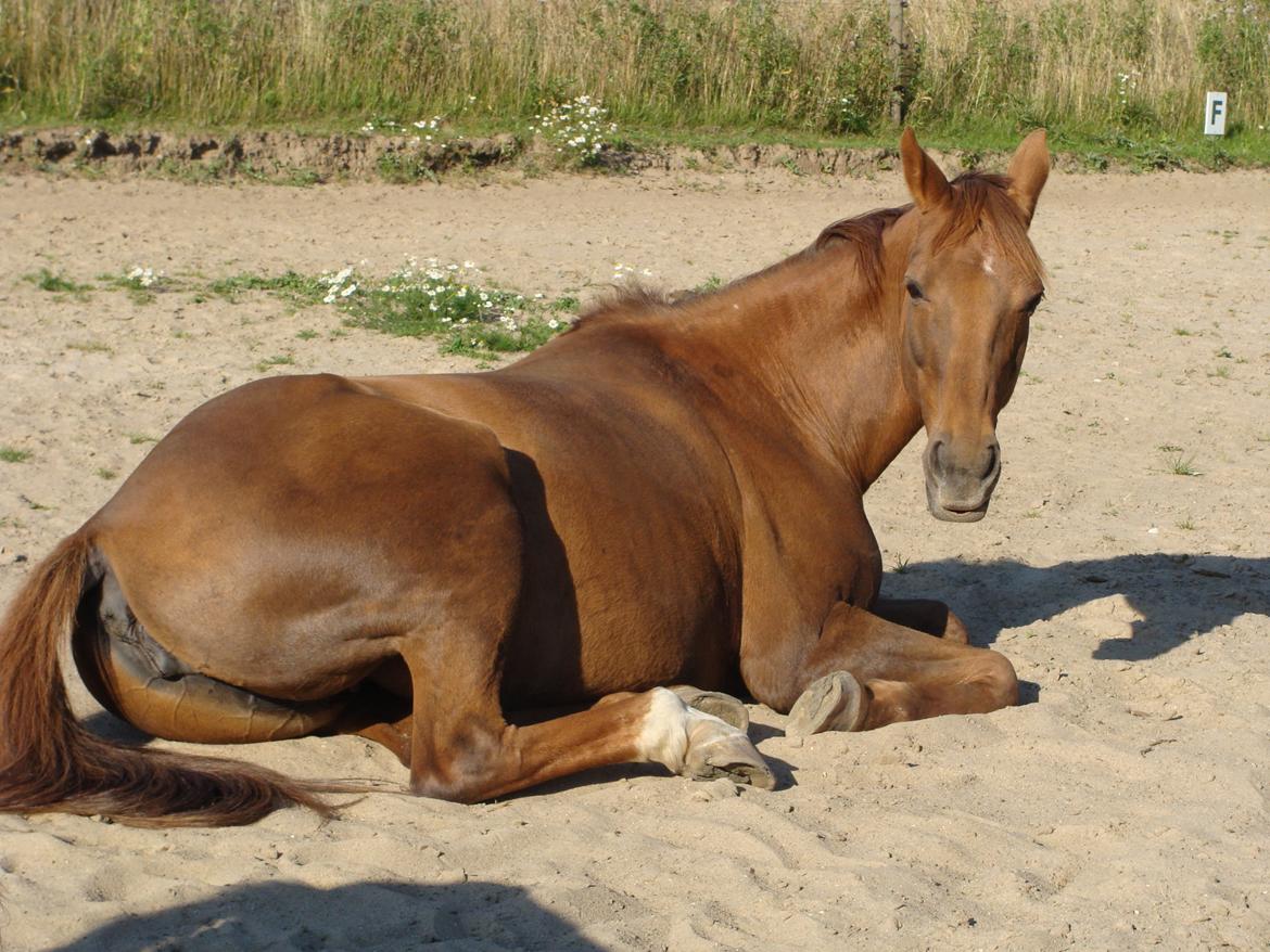 Anden særlig race Lærke - Lærke chiller på ridebanen i solskinnet. 15/8-12 billede 1
