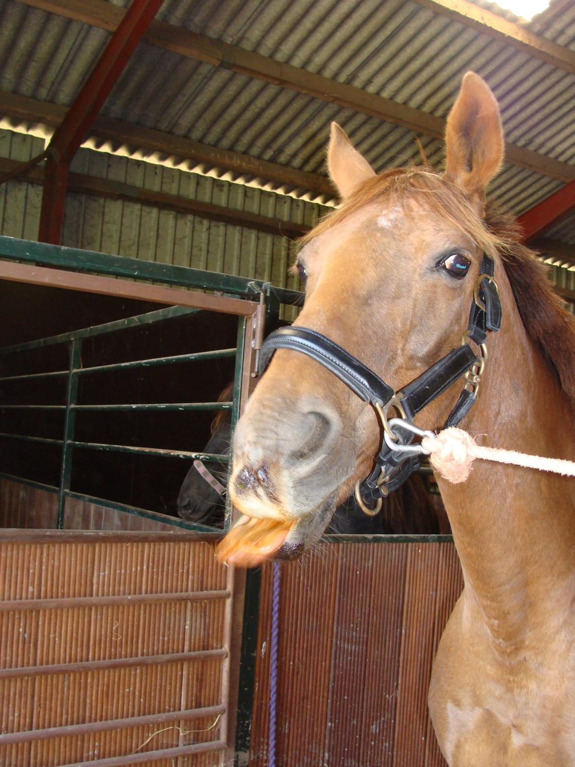 Anden særlig race Lærke - Tja køn er hun sgu ikke liiige <3 8/8-12 billede 2