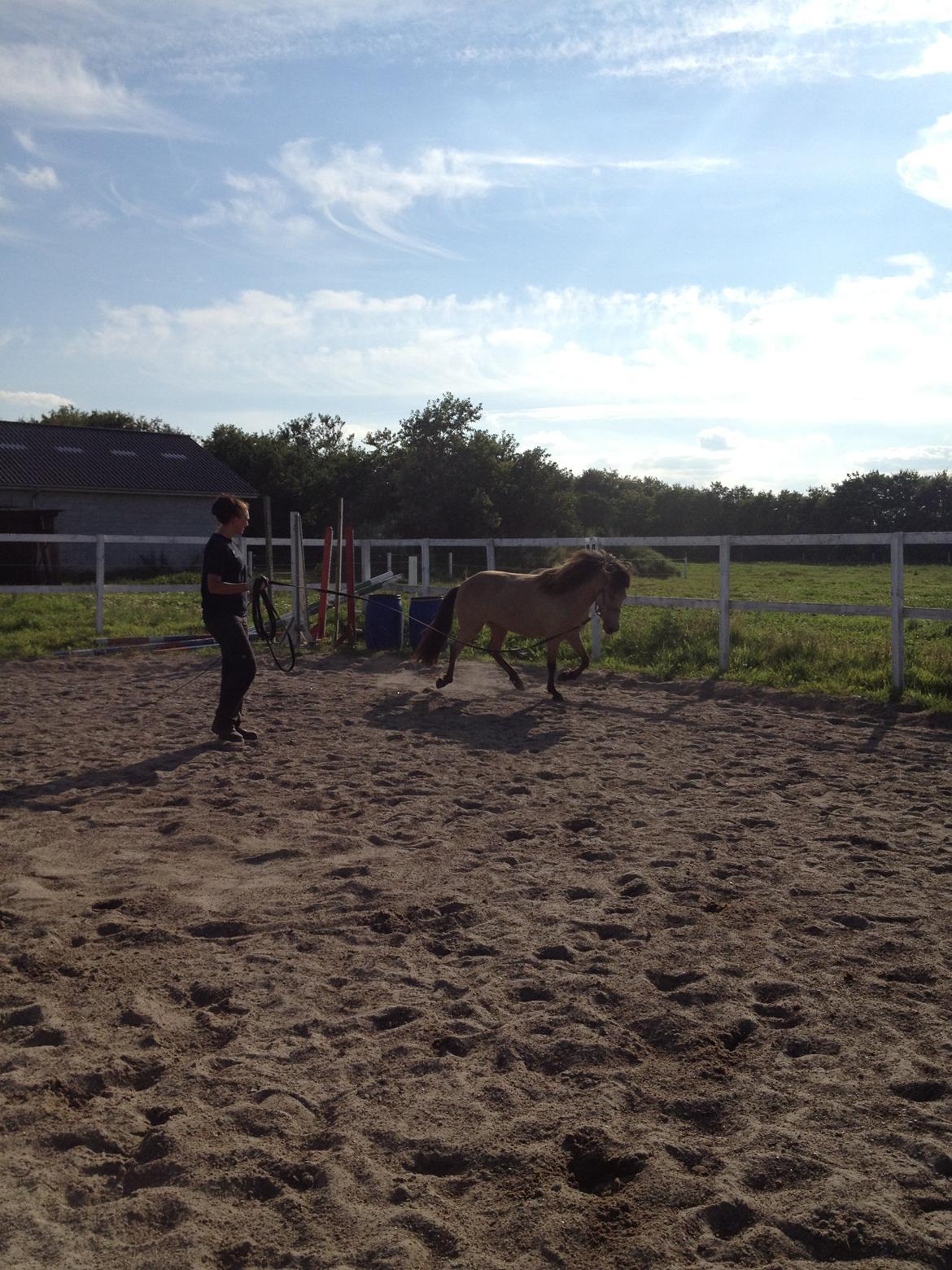 Islænder Disa fra Bøgvad billede 16