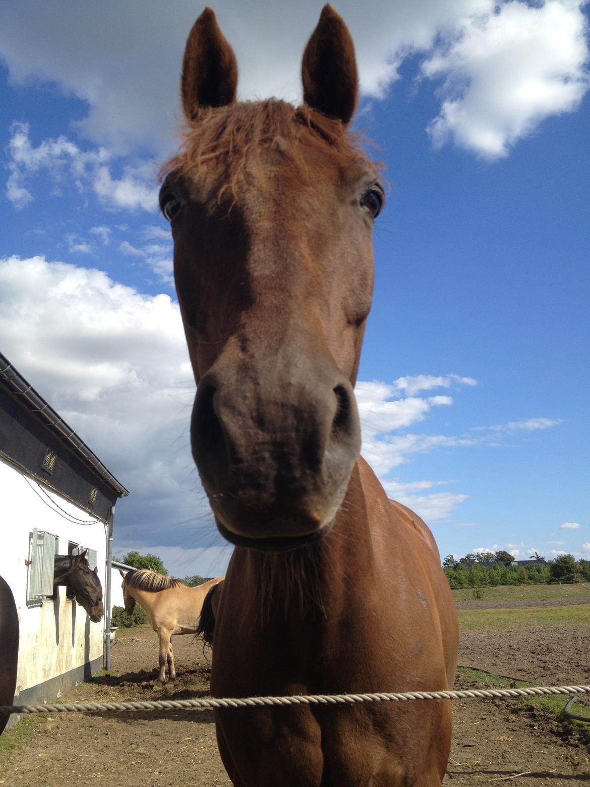 Anden særlig race Malibu<3 - på fold <3<3<3 billede 7