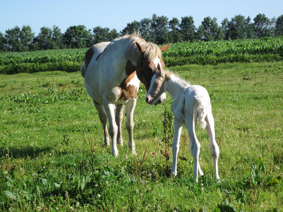 Palomino Henriette billede 1