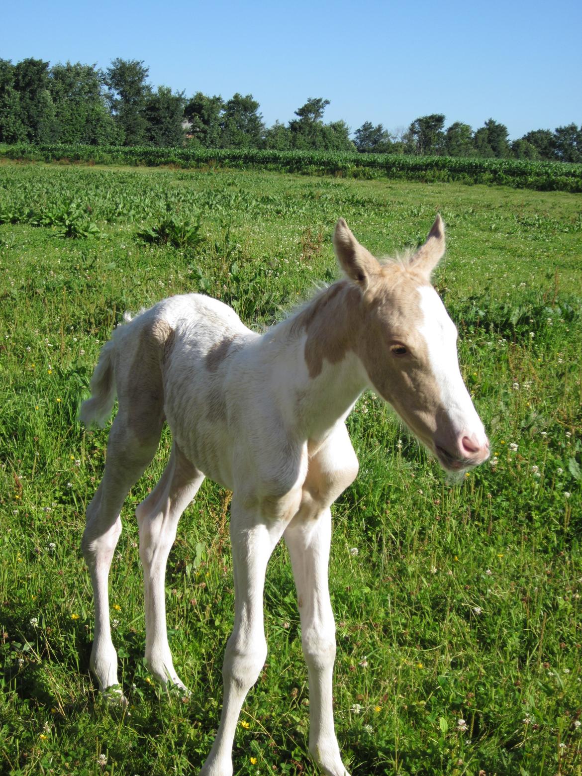 Palomino Henriette billede 2