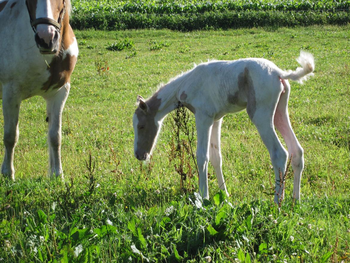 Palomino Henriette billede 3