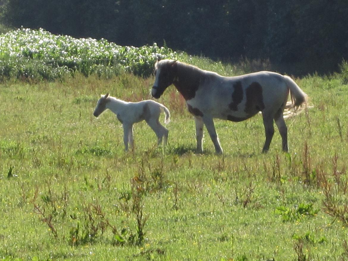 Palomino Henriette billede 4