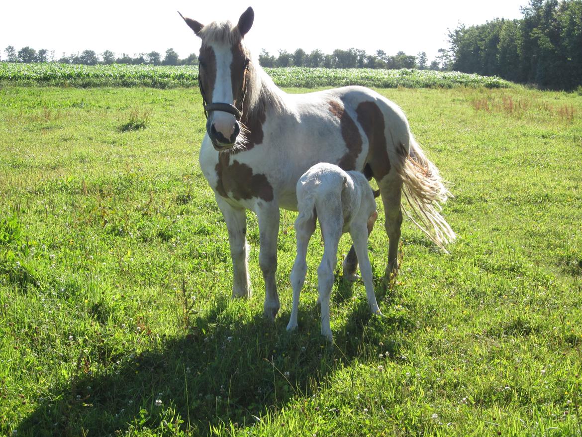 Palomino Henriette billede 5