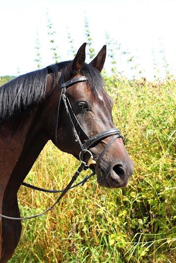 Hannoveraner Rushmore billede 14