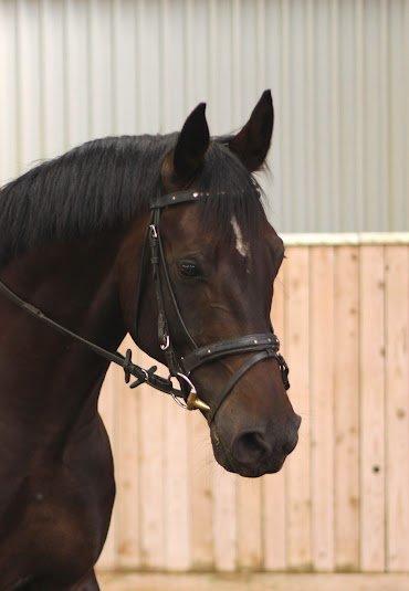 Hannoveraner Rushmore billede 15