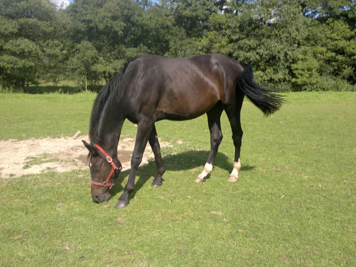 Dansk Varmblod WASA - d.13 aug 2012
en stor smuk pige på to år :-D billede 25