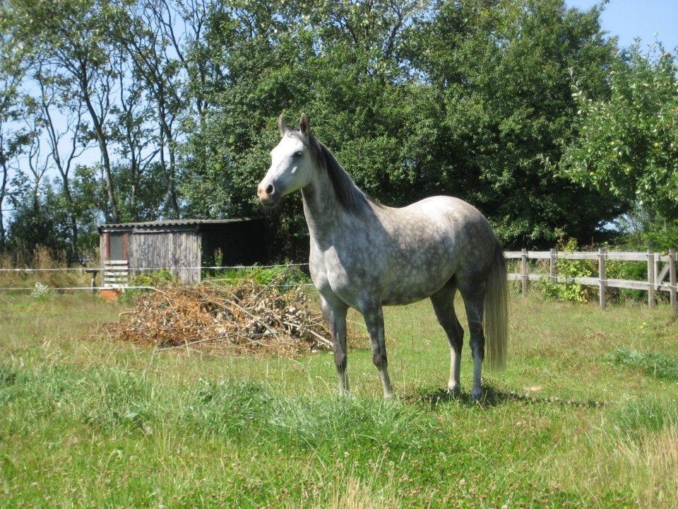 Arabisk fuldblod (OX) Silver baby ( tidligere hest )  billede 3
