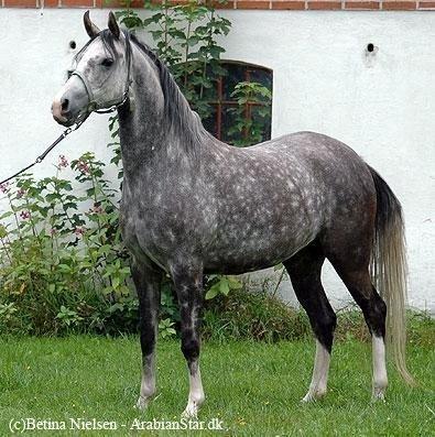 Arabisk fuldblod (OX) Silver baby ( tidligere hest )  billede 9
