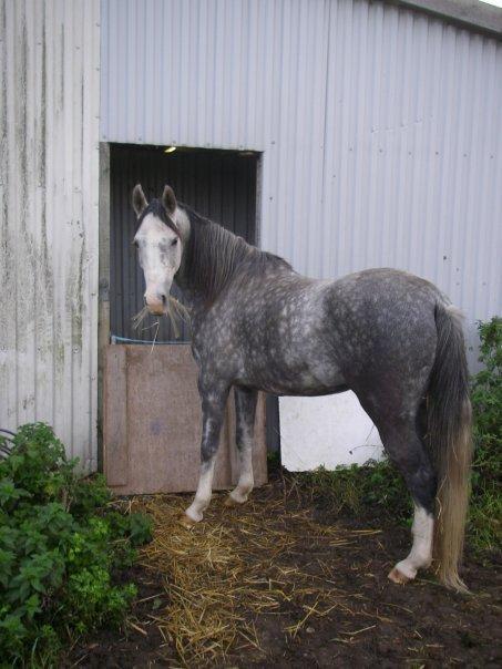Arabisk fuldblod (OX) Silver baby ( tidligere hest )  billede 11