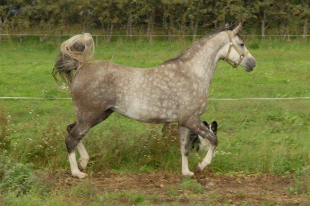 Arabisk fuldblod (OX) Silver baby ( tidligere hest )  - Baby som lille billede 12