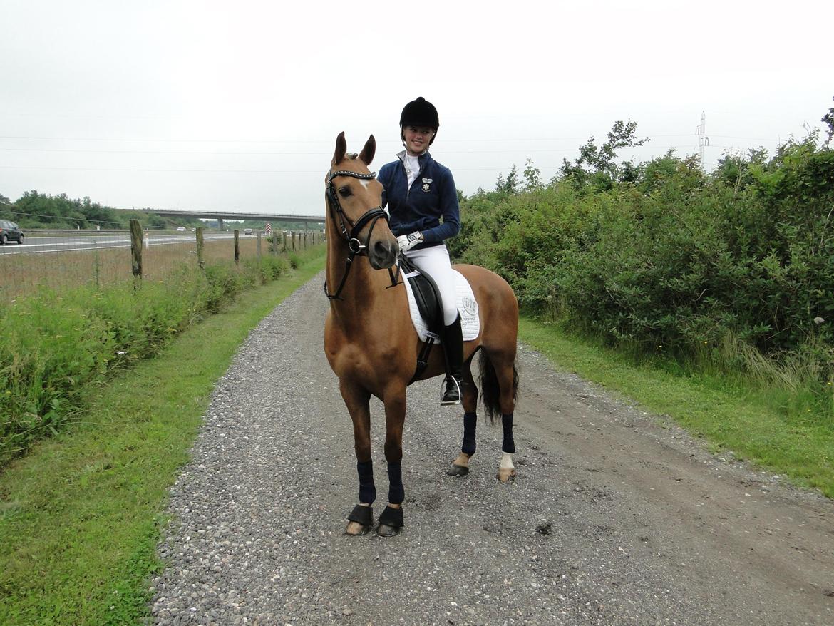 Anden særlig race Golden Star B-PONY billede 19