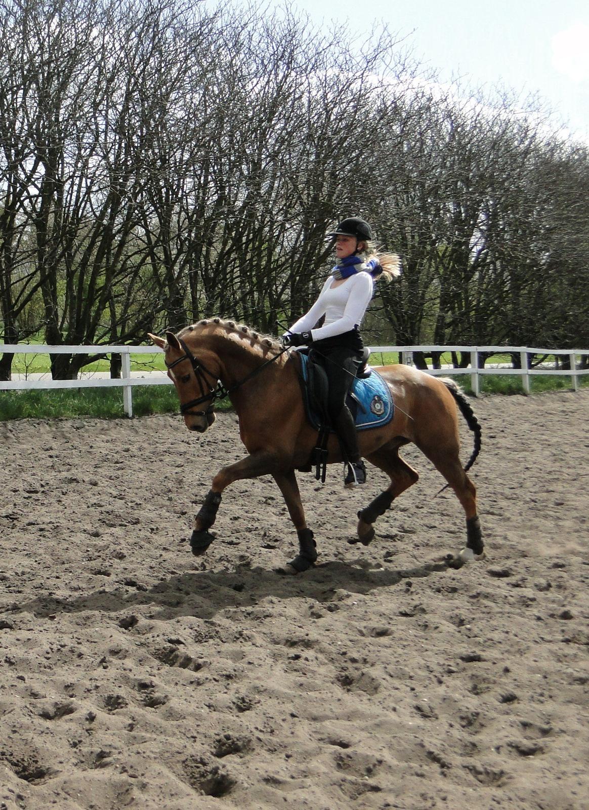 Anden særlig race Golden Star B-PONY billede 9