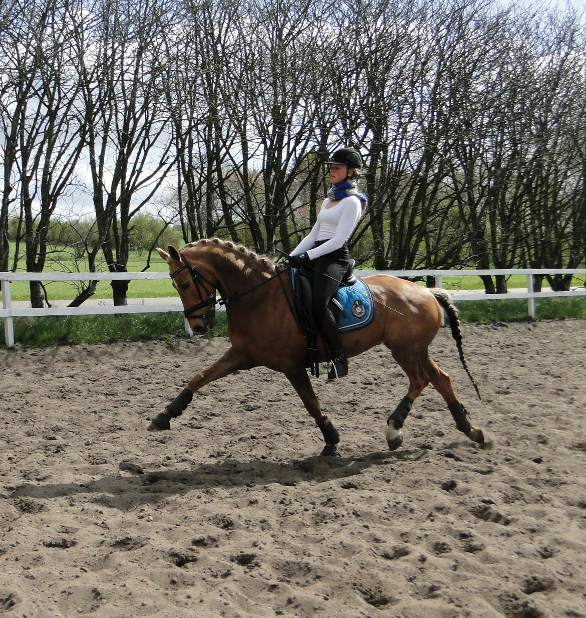 Anden særlig race Golden Star B-PONY billede 5