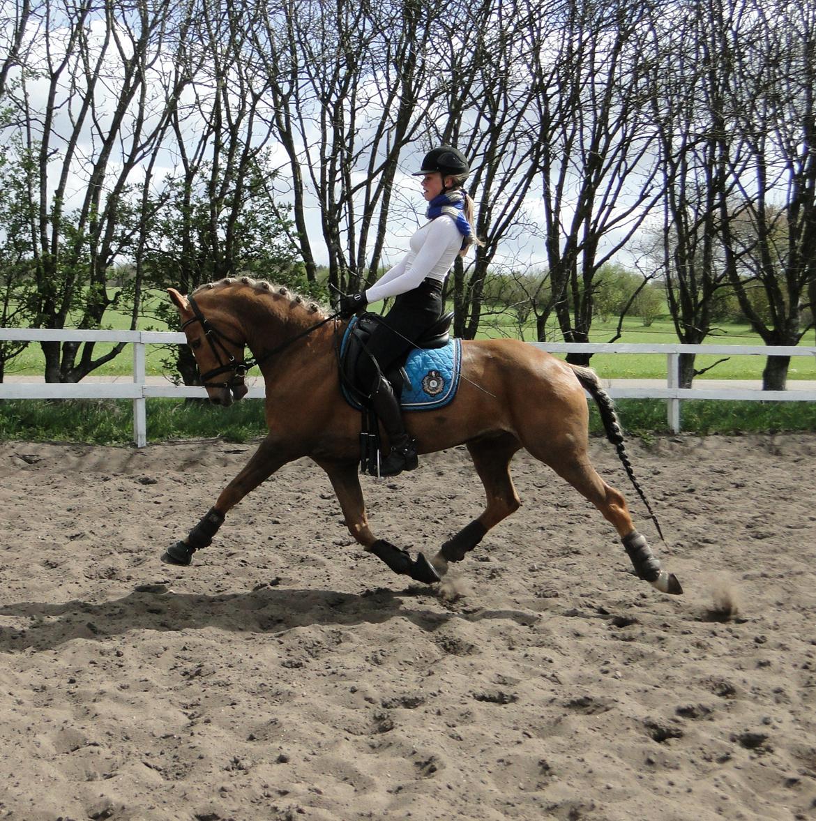 Anden særlig race Golden Star B-PONY billede 12