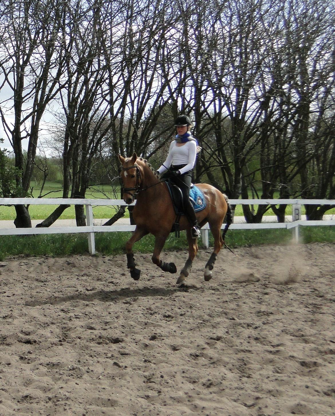 Anden særlig race Golden Star B-PONY billede 16