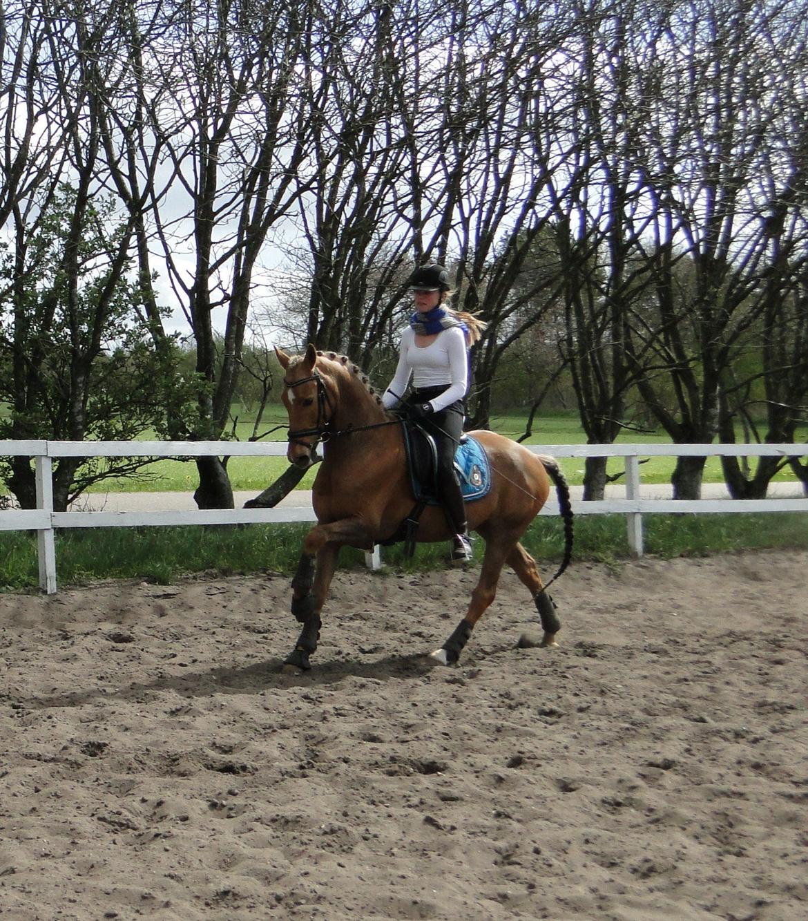 Anden særlig race Golden Star B-PONY billede 20