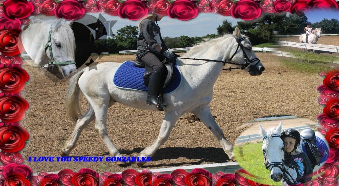 Welsh Pony (sec B) Speedy Gonzarles billede 11