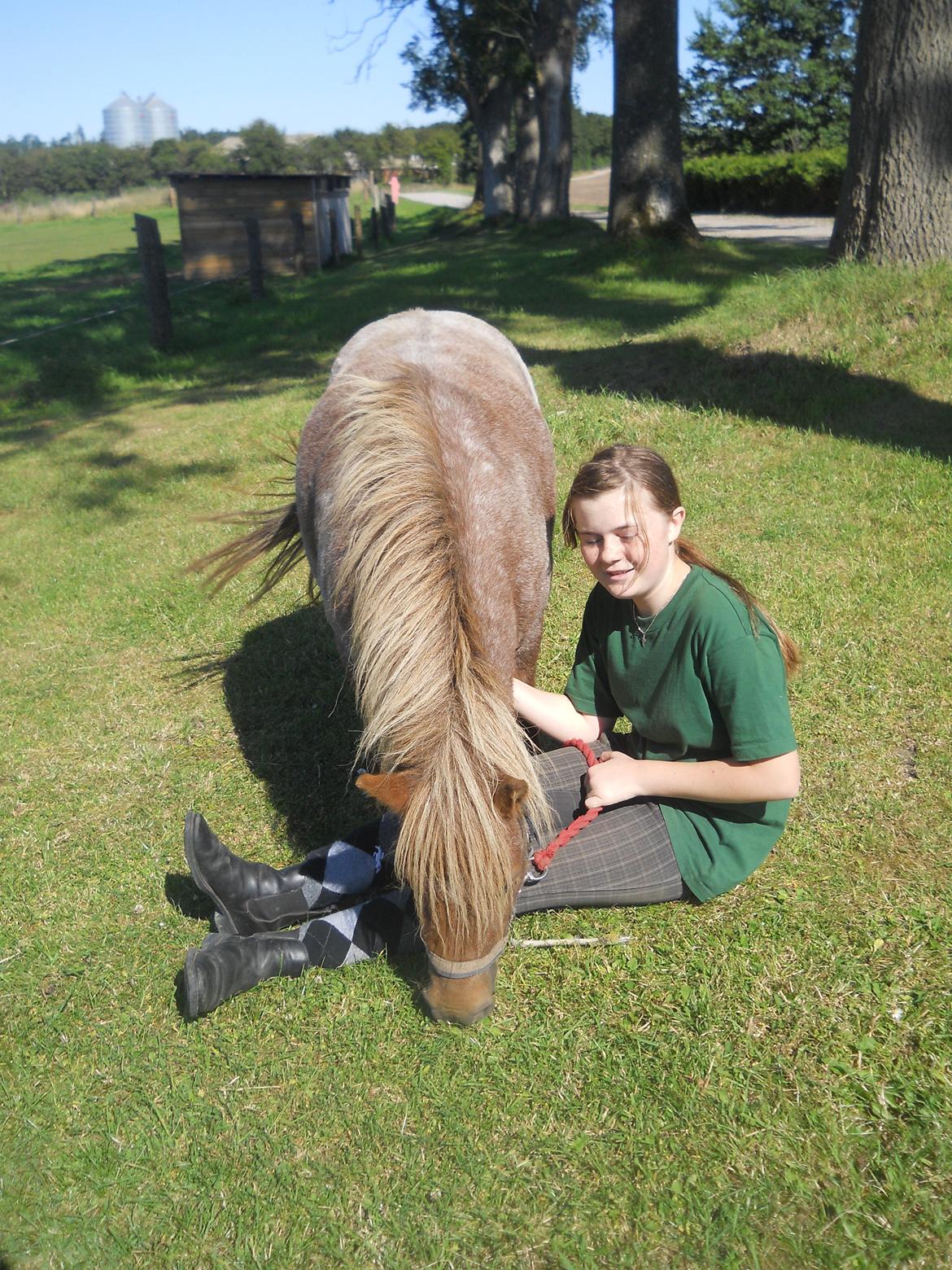 Shetlænder Pixi billede 16