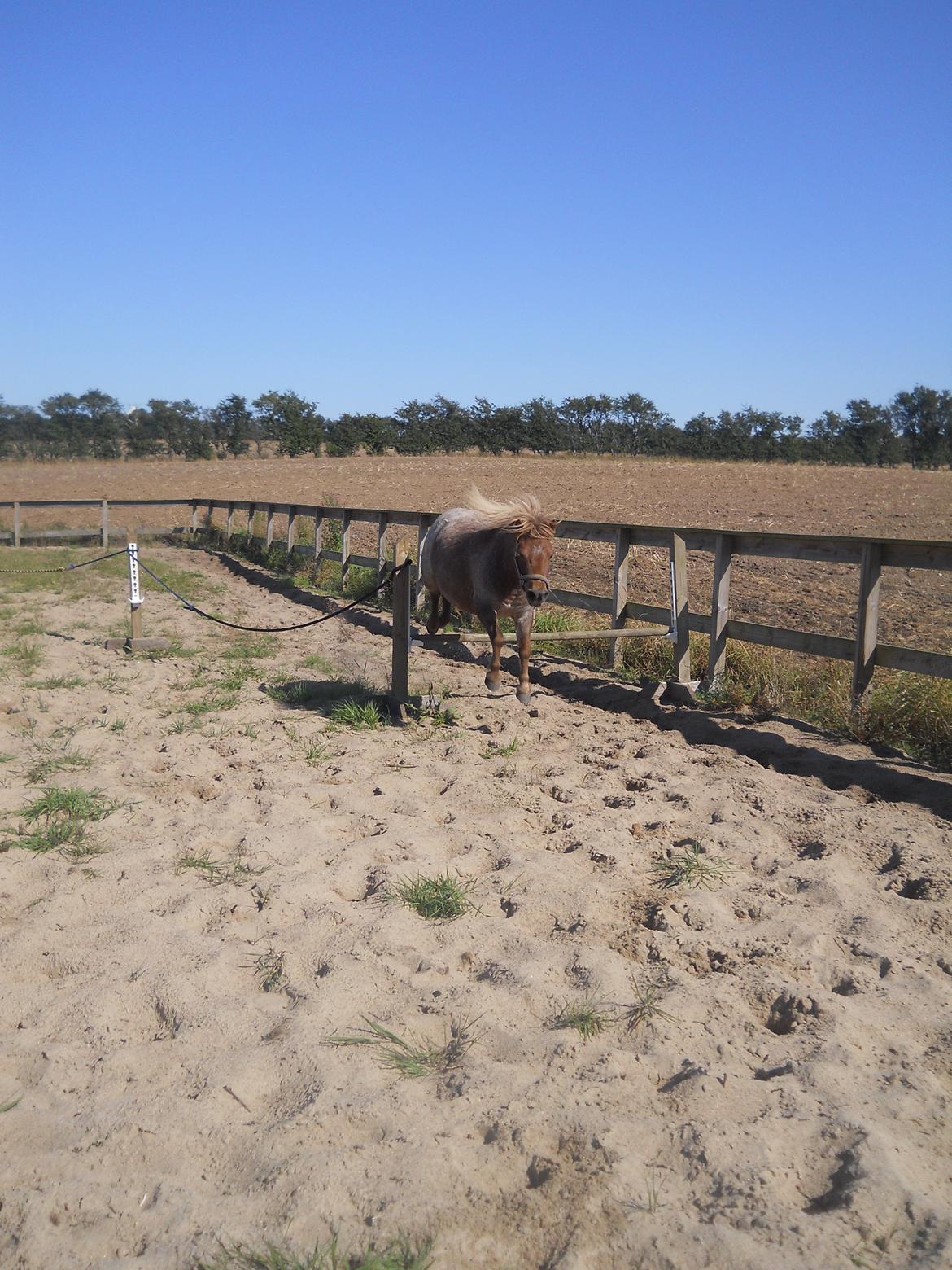 Shetlænder Pixi billede 19