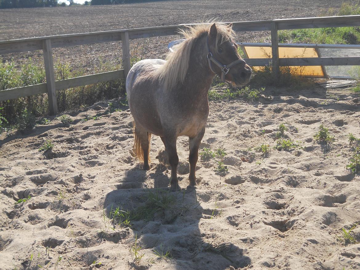 Shetlænder Pixi billede 4