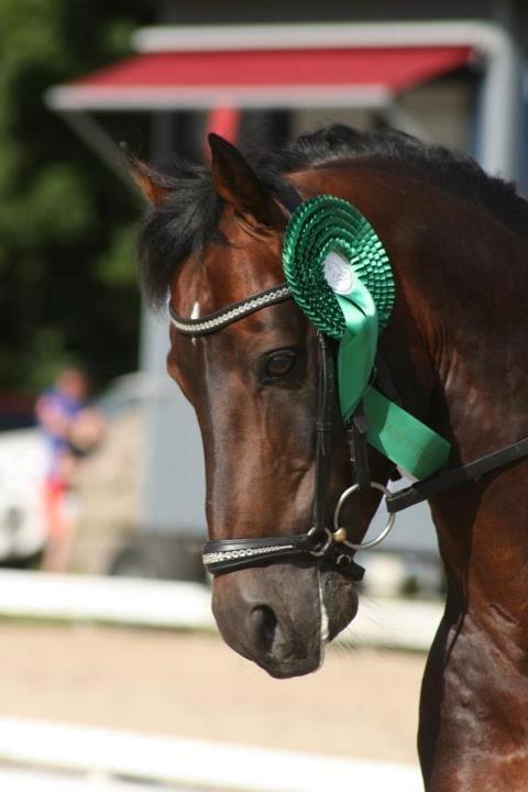 Welsh Partbred (Sec F) Bjerregårds Mozart - DM 2012 - Jannie Groot billede 14