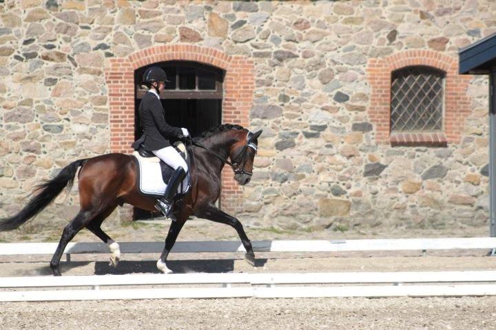 Welsh Partbred (Sec F) Bjerregårds Mozart billede 13