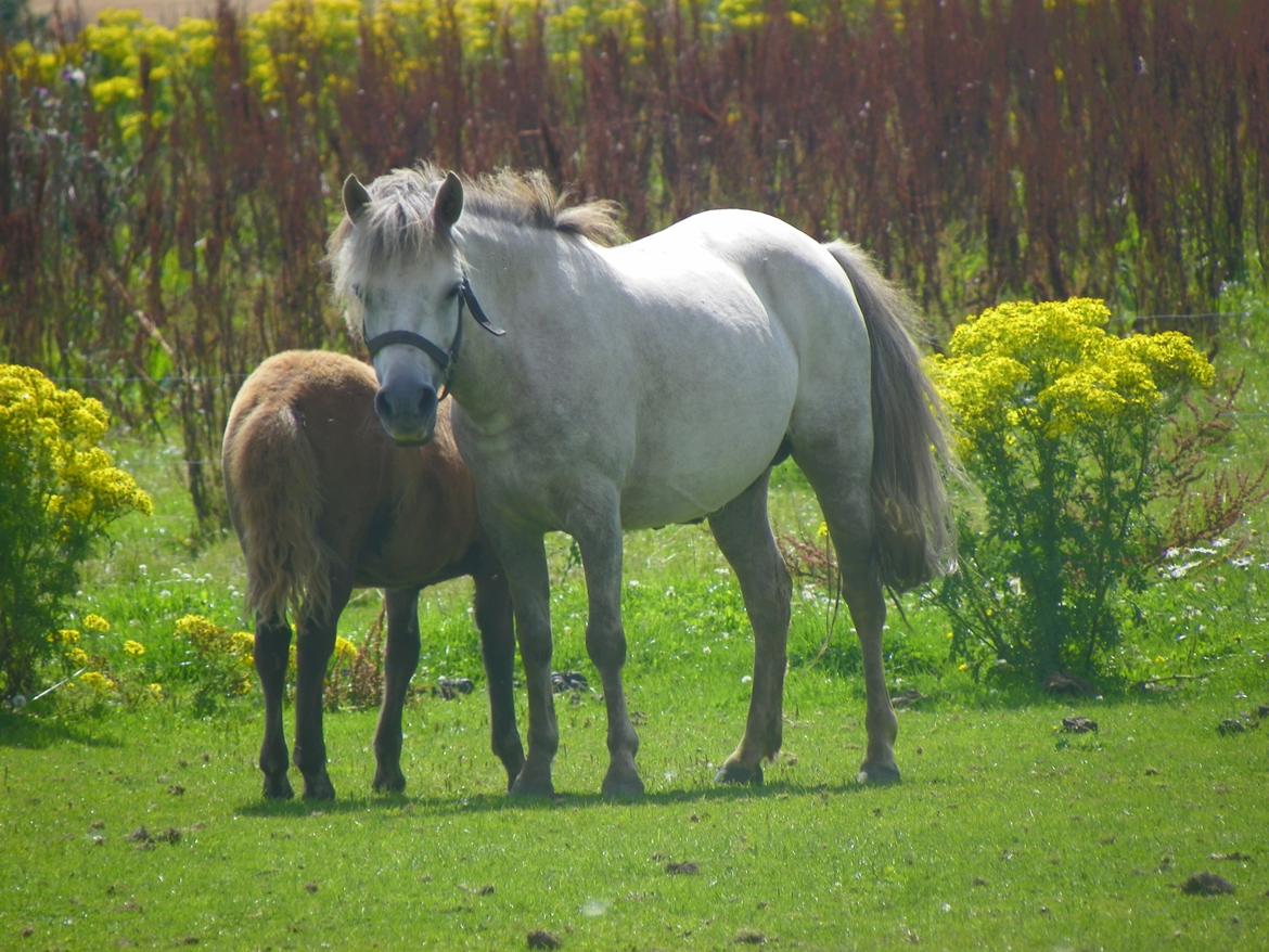 Anden særlig race Flicka - Flicka og Lucky :)
hendes 2½ måned gamle føl :) billede 1