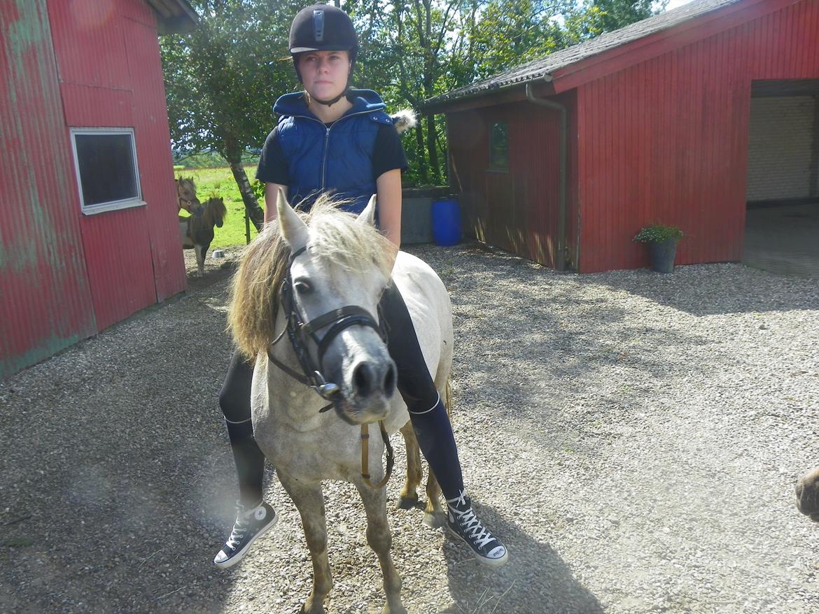 Anden særlig race Flicka - Sahra og Flicka billede 2