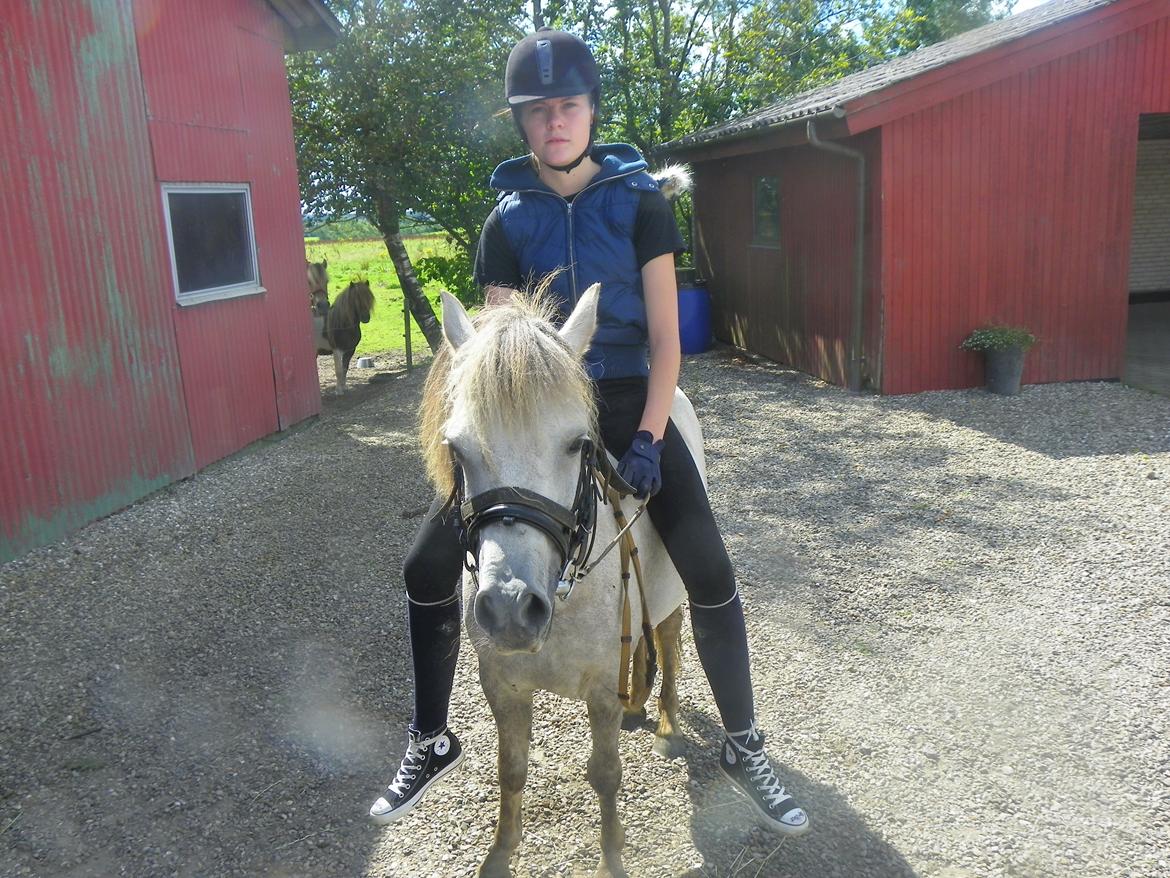 Anden særlig race Flicka billede 3