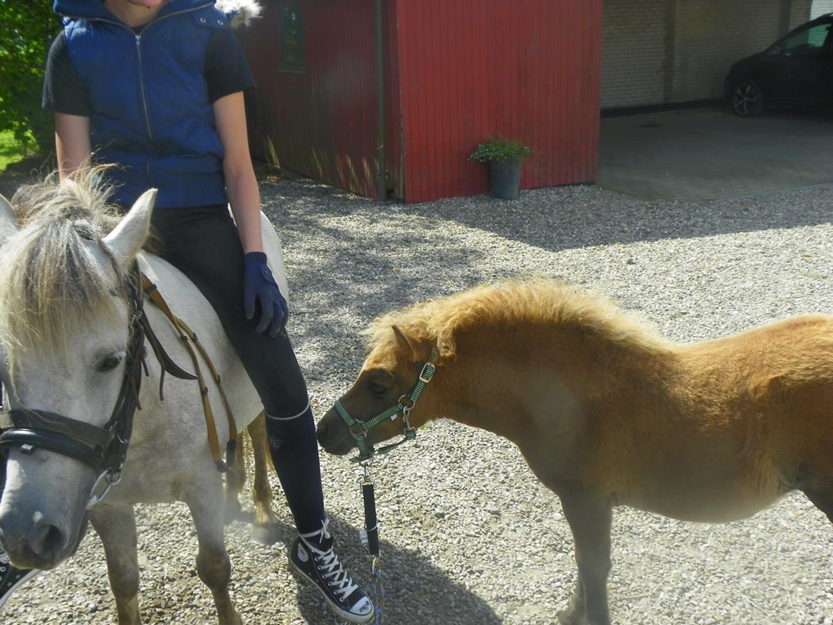 Anden særlig race Flicka billede 4