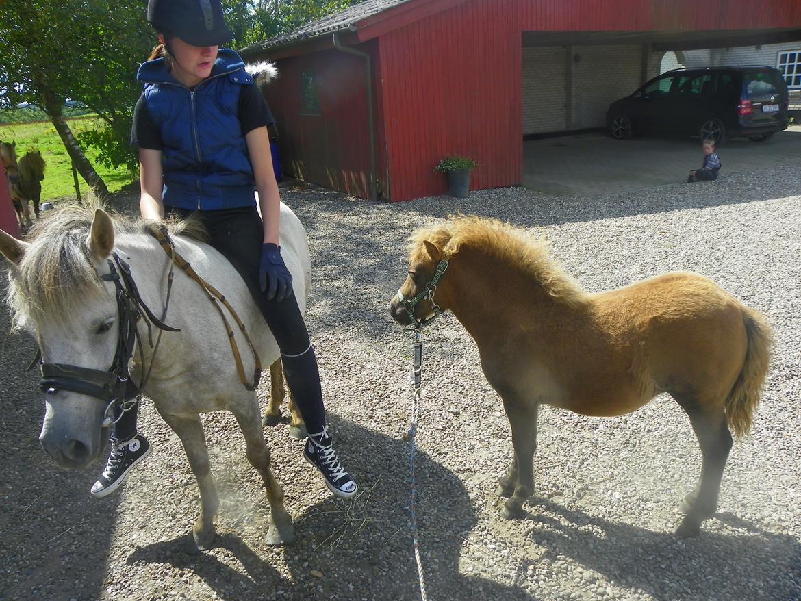 Anden særlig race Flicka billede 5