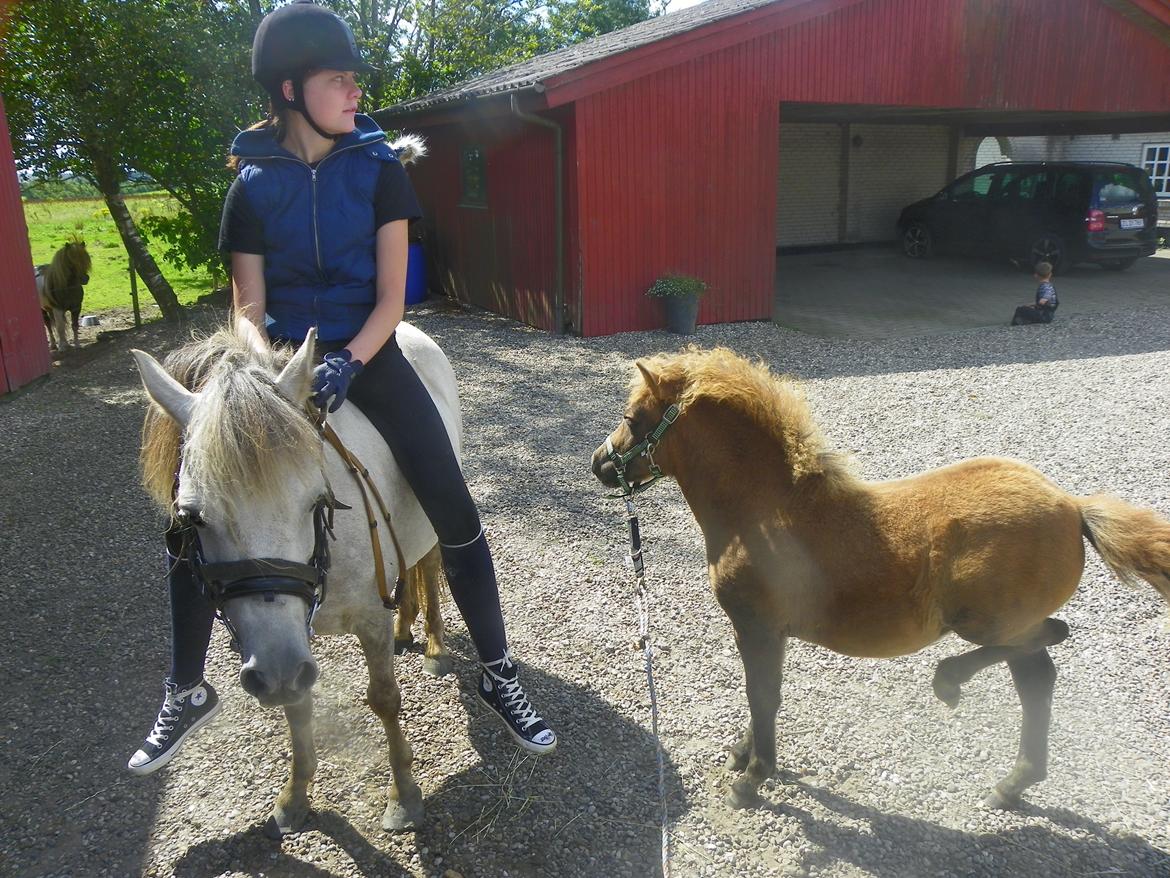 Anden særlig race Flicka billede 6