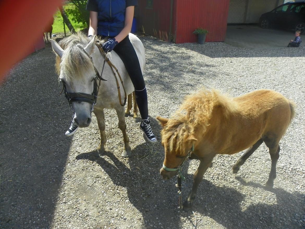 Anden særlig race Flicka billede 7